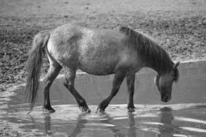 cavalos selvagens na alemanha foto