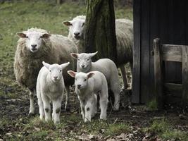 ovelhas em um campo na Westphalia foto