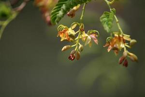 flores de tamarindo com espaço de cópia. foto