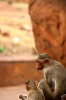 macaco de gorro com bebê no forte de badami. foto