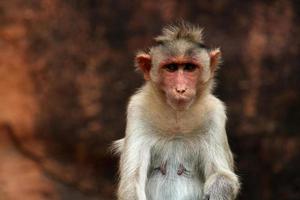 macaco macaco capô com espaço de cópia. foto