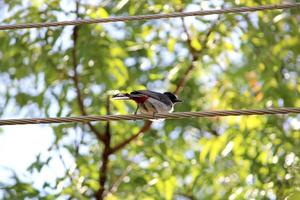 um pássaro bulbul vermelho ventilado está sentado na linha de energia. foto