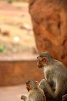 macaco de gorro com bebê no forte de badami. foto