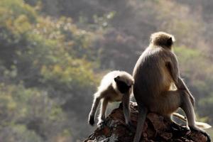 macaco langur cinza com um bebê. foto