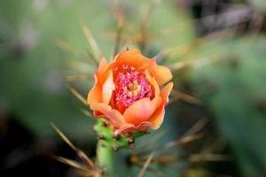 flor de pera espinhosa com espaço de cópia. foto