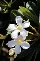 flores em uma planta de plumeria. foto