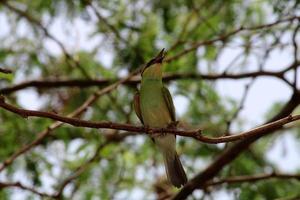 pássaro comedor de abelha verde asiático foto