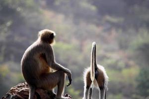 macaco langur cinza com um bebê. foto
