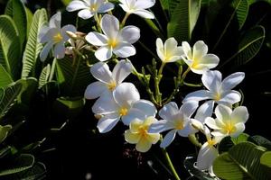 flores em uma planta de plumeria. foto