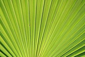 a folha da palmeira. foto