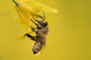 close-up de uma abelha pendurada em uma flor de colza amarela. o fundo é amarelo da cor da colza. foto