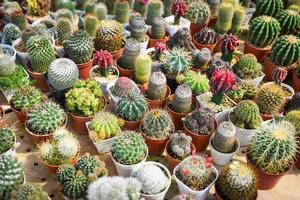 O vaso de cactos em miniatura é decorado no jardim - vários tipos de mercado de cactos bonitos ou fazenda de cactos foto