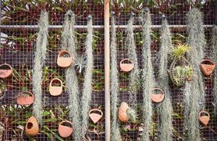 jardinagem em casa e decoração de ambientes internos com efeito de estufa jardim secreto com musgo espanhol pendurado em pote no fundo da casa verde parede ao vivo com pote foto