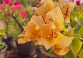 fundo de flores florescendo buganvílias. flores de buganvílias brilhantes como pano de fundo floral. foto