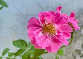 rosas cor de rosa plantadas no jardim foto
