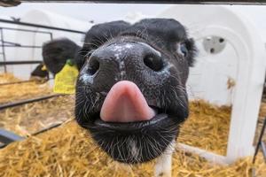 bezerro engraçado mostra a língua rosa. fazenda de vacas de gado. bezerro branco preto está olhando para a câmera com interesse. estábulo foto