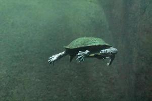 tartaruga de pescoço de cobra nadando em águas turvas foto