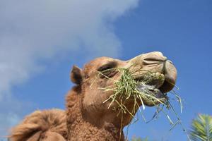 grande camelo saboreando sua boca cheia de feno foto