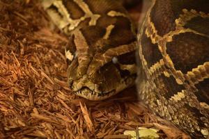 olhar de perto para uma cobra python birmanesa foto