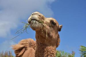 camelo dromedário com feno pendurado na boca foto