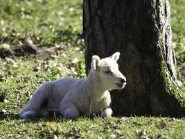 ovelhas em um campo na Westphalia foto