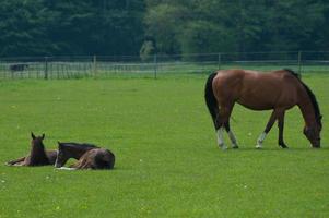 cavalos selvagens em um prado na Westphalia foto