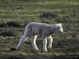 ovelhas em um prado na Westphalia foto