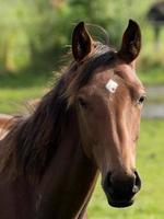 cavalos em um prado no muensterland alemão foto