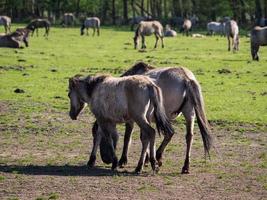 cavalos selvagens na Vestfália foto