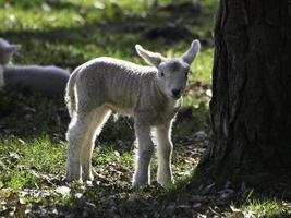 ovelhas em um campo na Westphalia foto