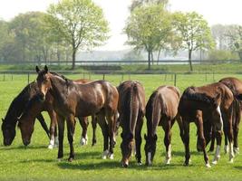 cavalos no muensterland alemão foto