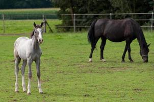 cavalos em um campo germa foto