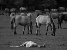 cavalos widl na alemanha foto