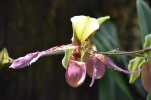 incrível floração de orquídea verde e rosa salpicada foto