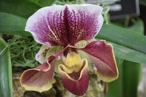 close-up de uma orquídea florida amarela e vermelha foto