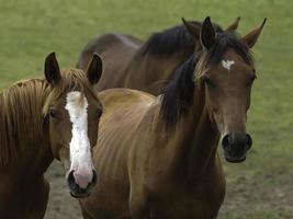 cavalos selvagens em um prado na Westphalia foto