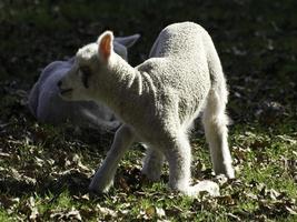 ovelhas na Westphalia foto