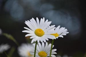 jardim com margaridas selvagens floridas na primavera foto