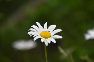 flor de margarida selvagem na primavera foto