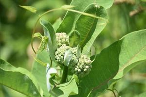 trio de cachos de botões em uma planta de serralha foto