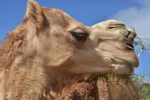 close-up olhar para um camelo bactriano fofo foto