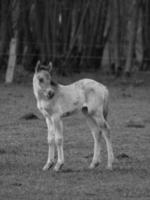 cavalos selvagens na Vestfália foto