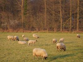 ovelhas e cordeiros foto