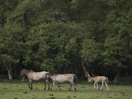 cavalos selvagens na Vestfália foto