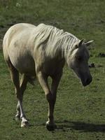 cavalos na Vestfália foto