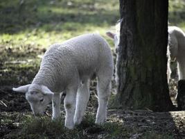 ovelhas em um prado na Westphalia foto