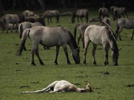 cavalos selvagens na Vestfália foto