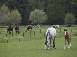 cavalos e potros foto