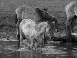 cavalos selvagens na Vestfália foto