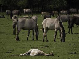 cavalos selvagens na Vestfália foto